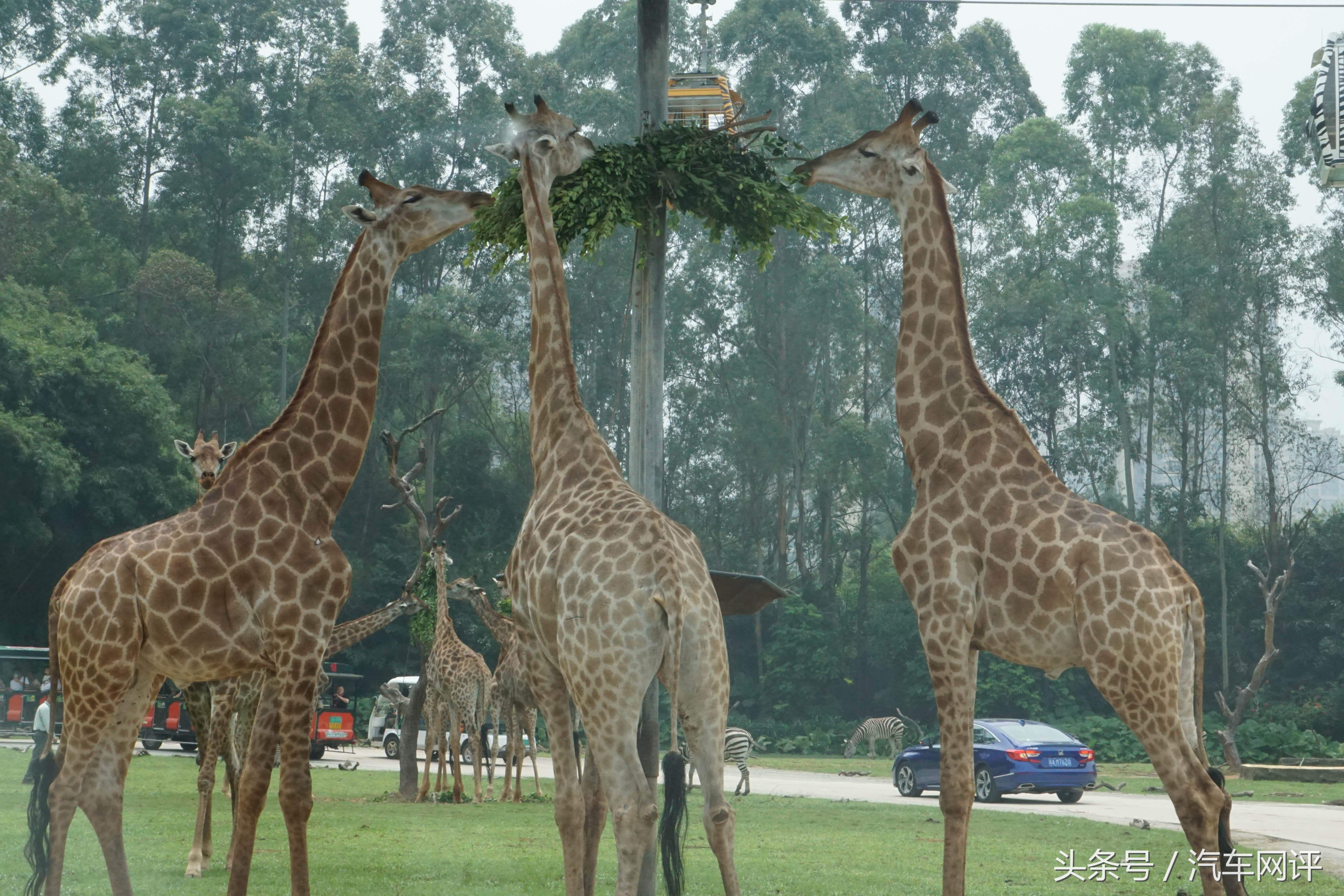 驾着宝马530Le去游玩长隆野生动物世界是一种怎样的体验？