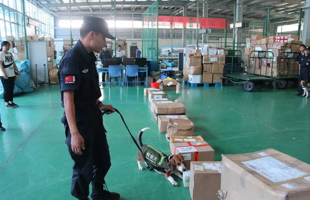 非洲猪瘟丨这个省境内连报8起……海关采取这样一些最严格的口岸防控措施