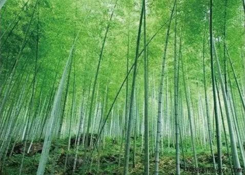 上海周边文化：太仓园花园，崇明岛，宜兴竹海，很有深意的文化