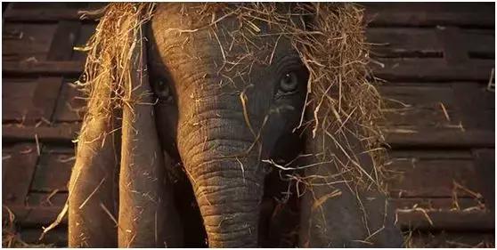 迪士尼经典动画狮子王看后的感想,迪士尼真人版狮子王和动画版对比