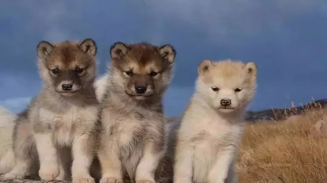 爱狗人士必备的100个技巧,狗狗各个阶段的发育方法