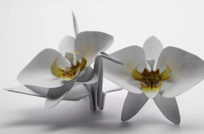 每天折一个千纸鹤,每天折一只纸鹤