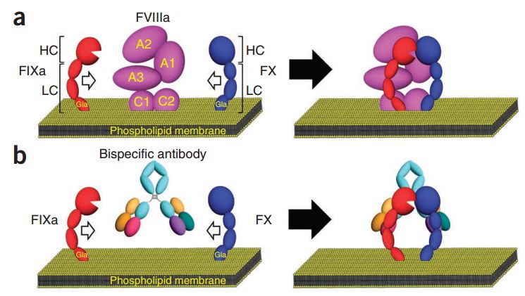 NEJM：突破！“仿生”双抗能使没有因子VIII抗体的血友病A患者年出血次数减少95%以上，扫除传统疗法困境｜临床大发现