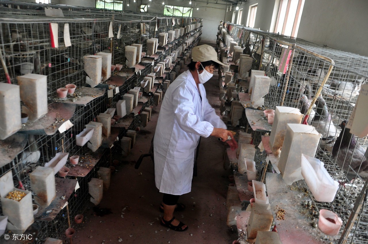 鸽子的养殖利润和销路分析,养殖鸽子的市场前景如何