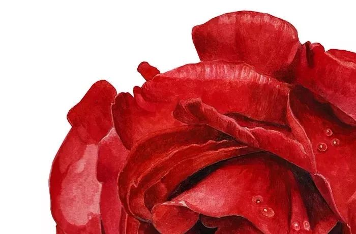 她画的超写实水彩花卉美到窒息,让人惊艳的水彩画