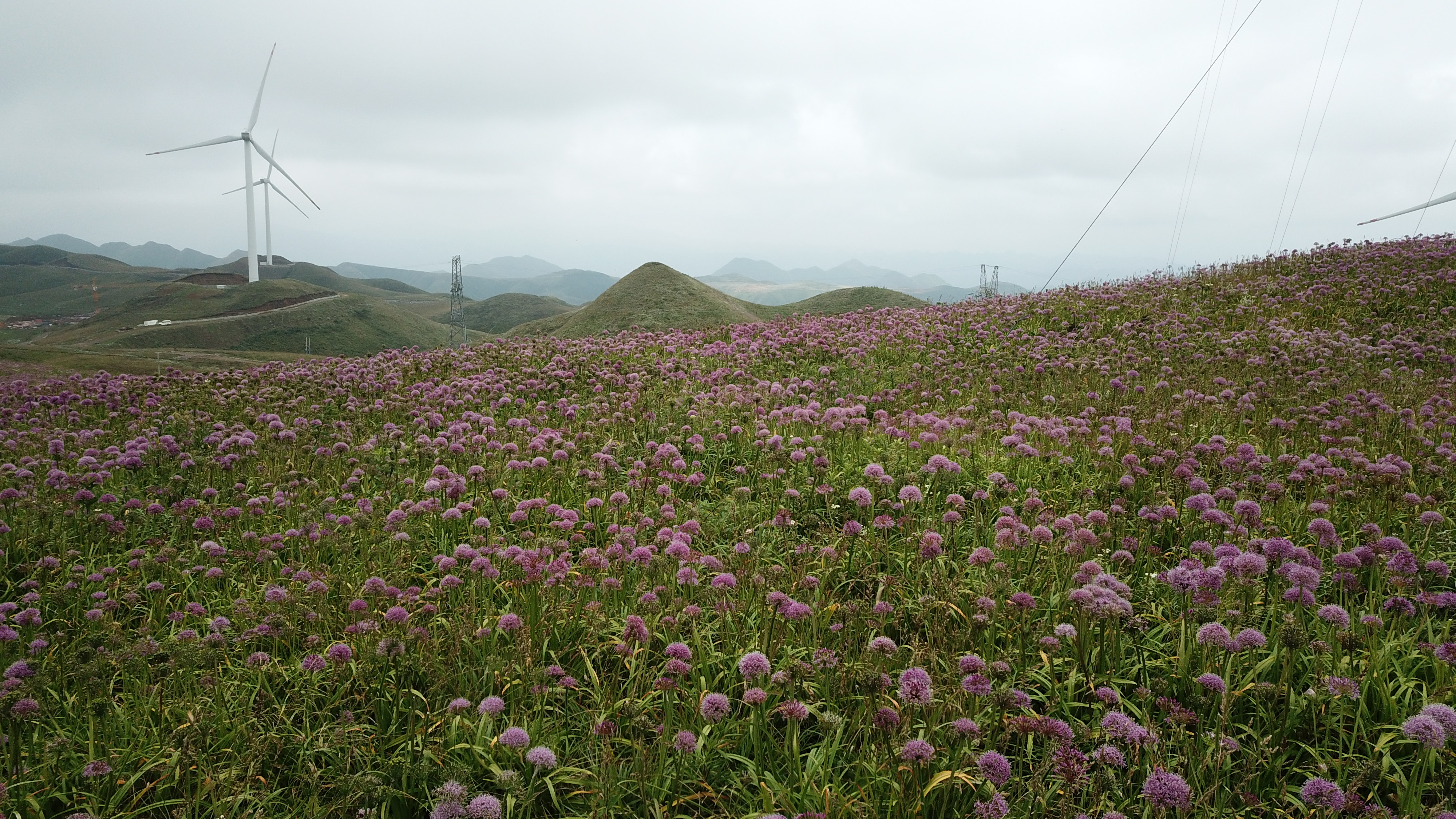 成都出发贵州广西自驾游,成都出发贵州7日游