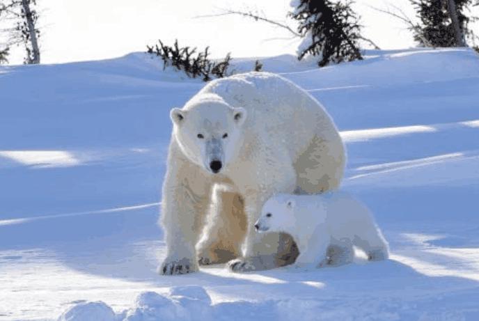 关于现代生物进化论,生物进化论是怎么来的