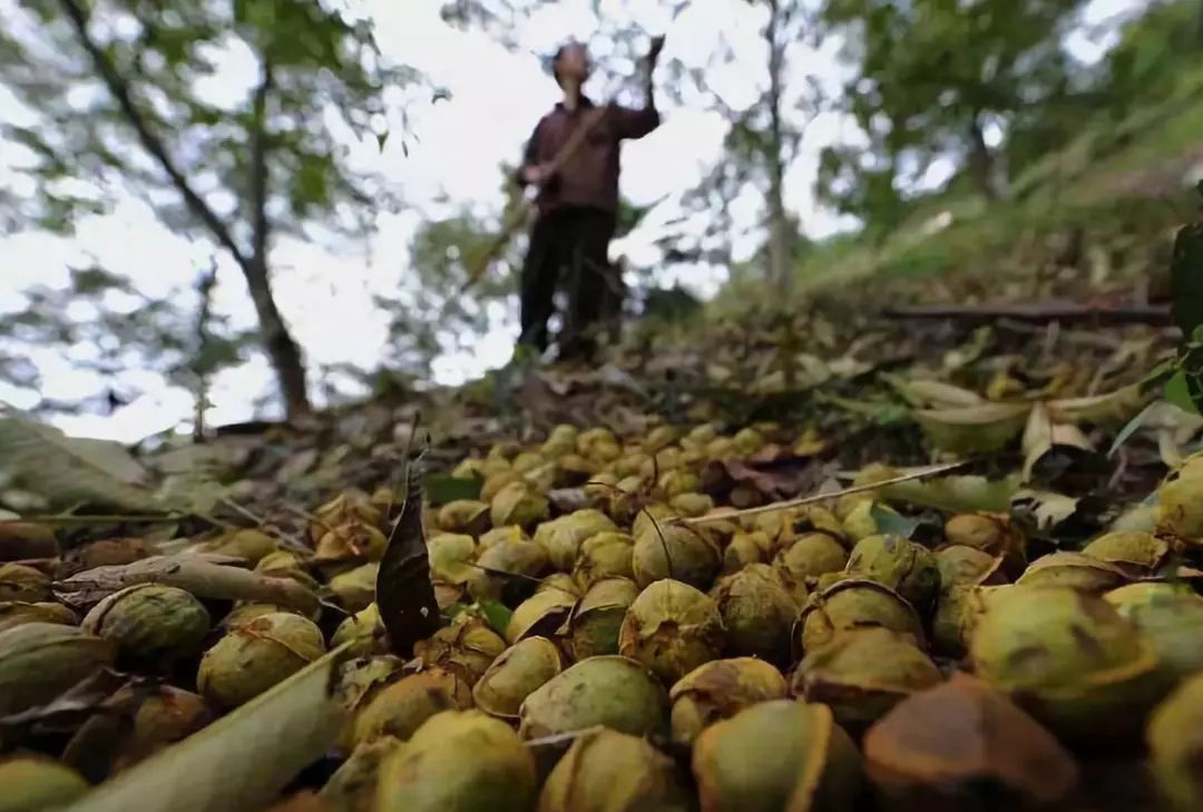 敦化寒葱岭红叶谷风景,吉林红叶最新视频