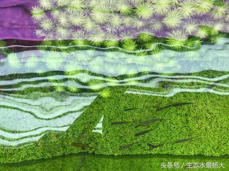 扁平形珍珠是怎么形成的,米型珍珠怎么形成的