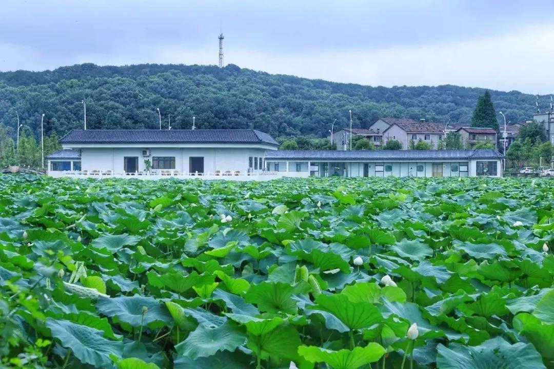 家乡魅力秀：武汉慧心雅社演绎东湖民间祭月，媲美古装实景大剧