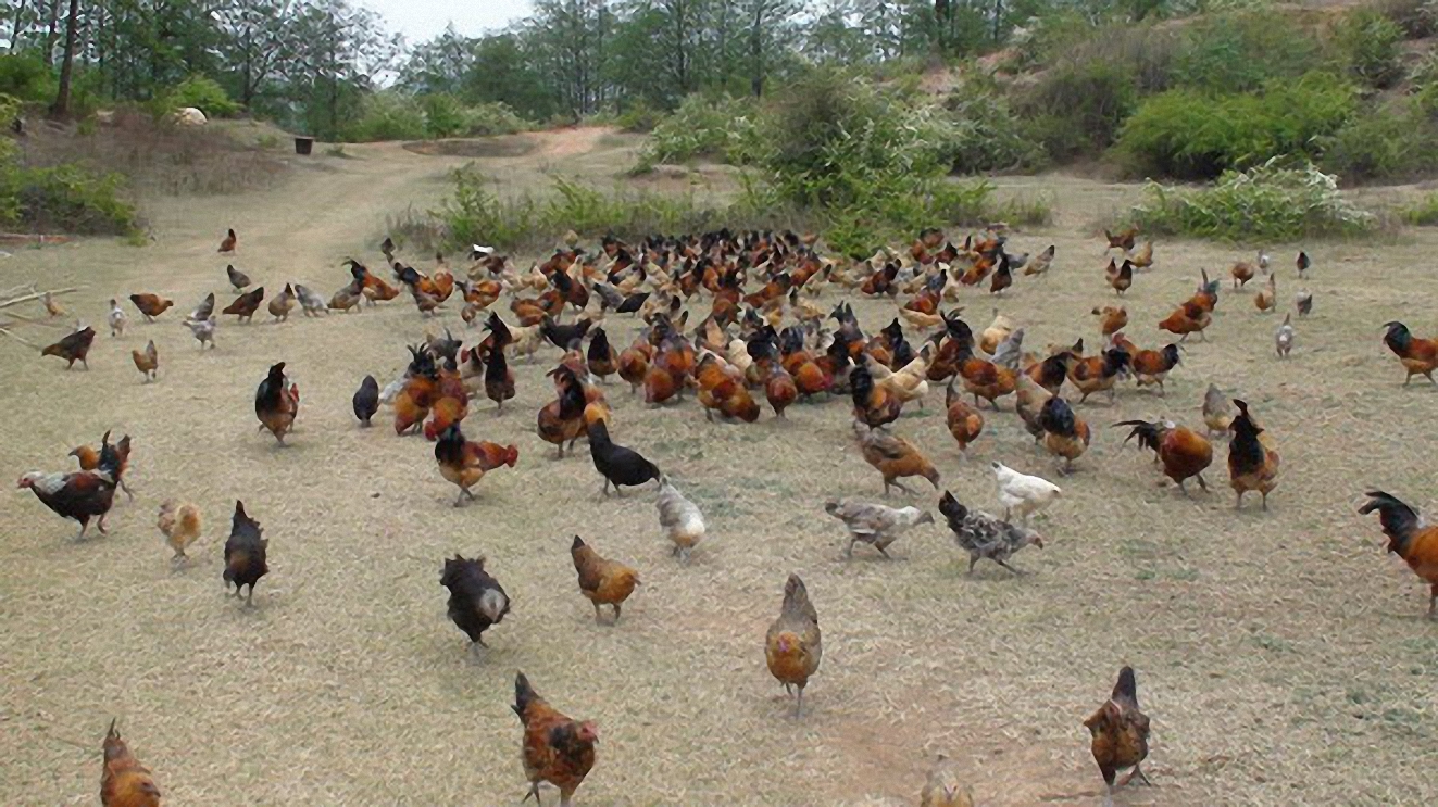 畜牧养殖必须了解的基础知识,搞养殖都有哪些坑