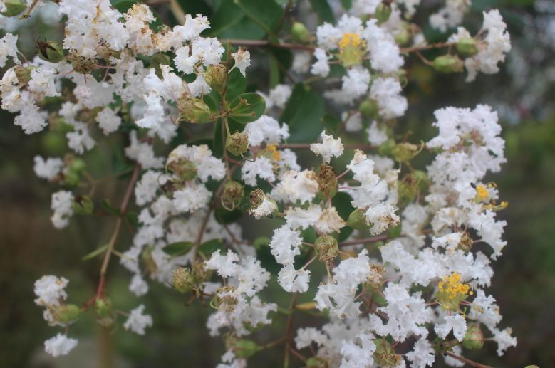 最好看的紫薇花美景,初秋靓丽的紫薇花