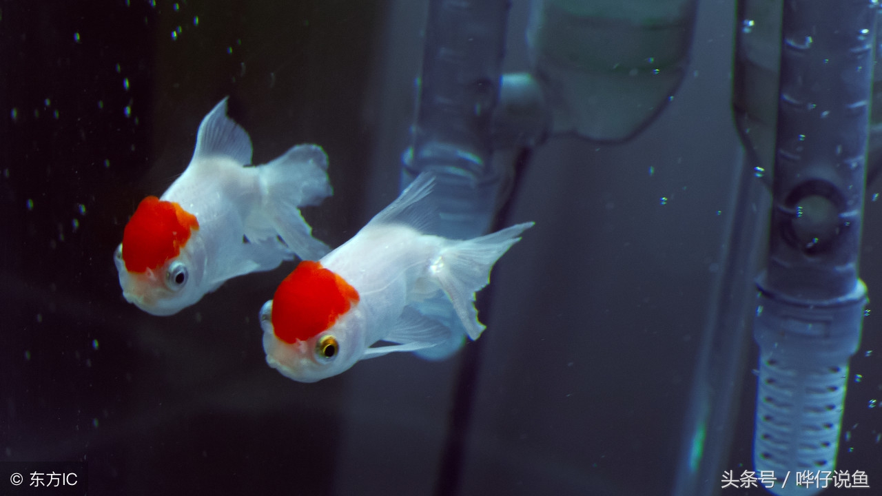 鱼缸飘荡的那些毛毛是什么东西？送你一个好办法，将它们一扫而光