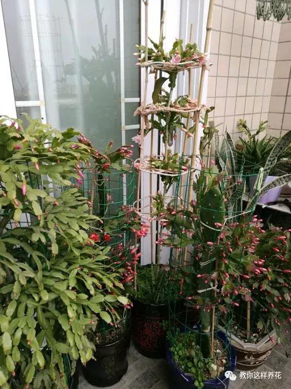 绿萝浇了牛奶叶子发黄,绿萝浇淘米水后叶子大面积发黄