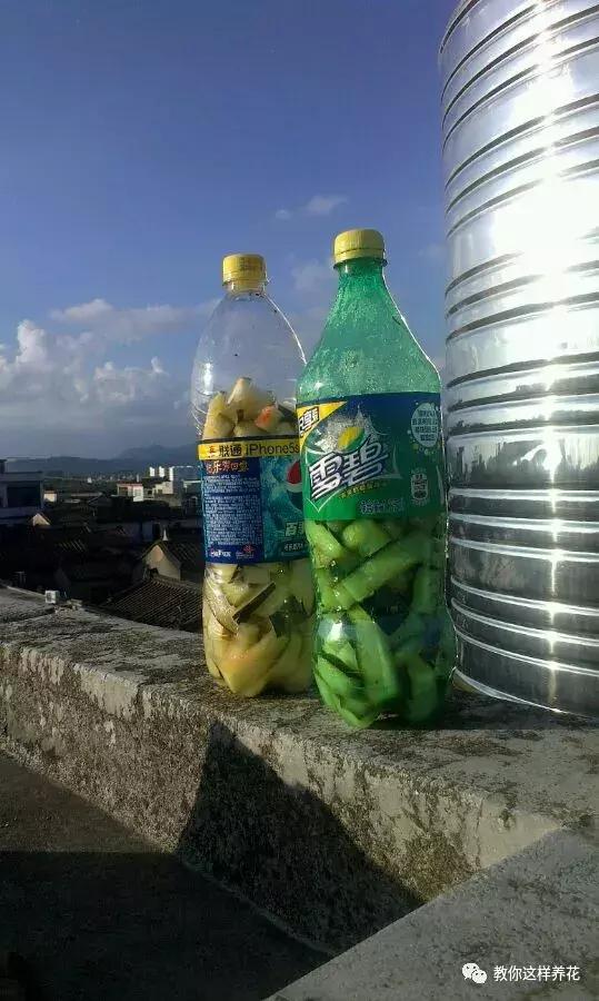 绿萝洗干净就可以水养了么,绿萝吊兰长势慢