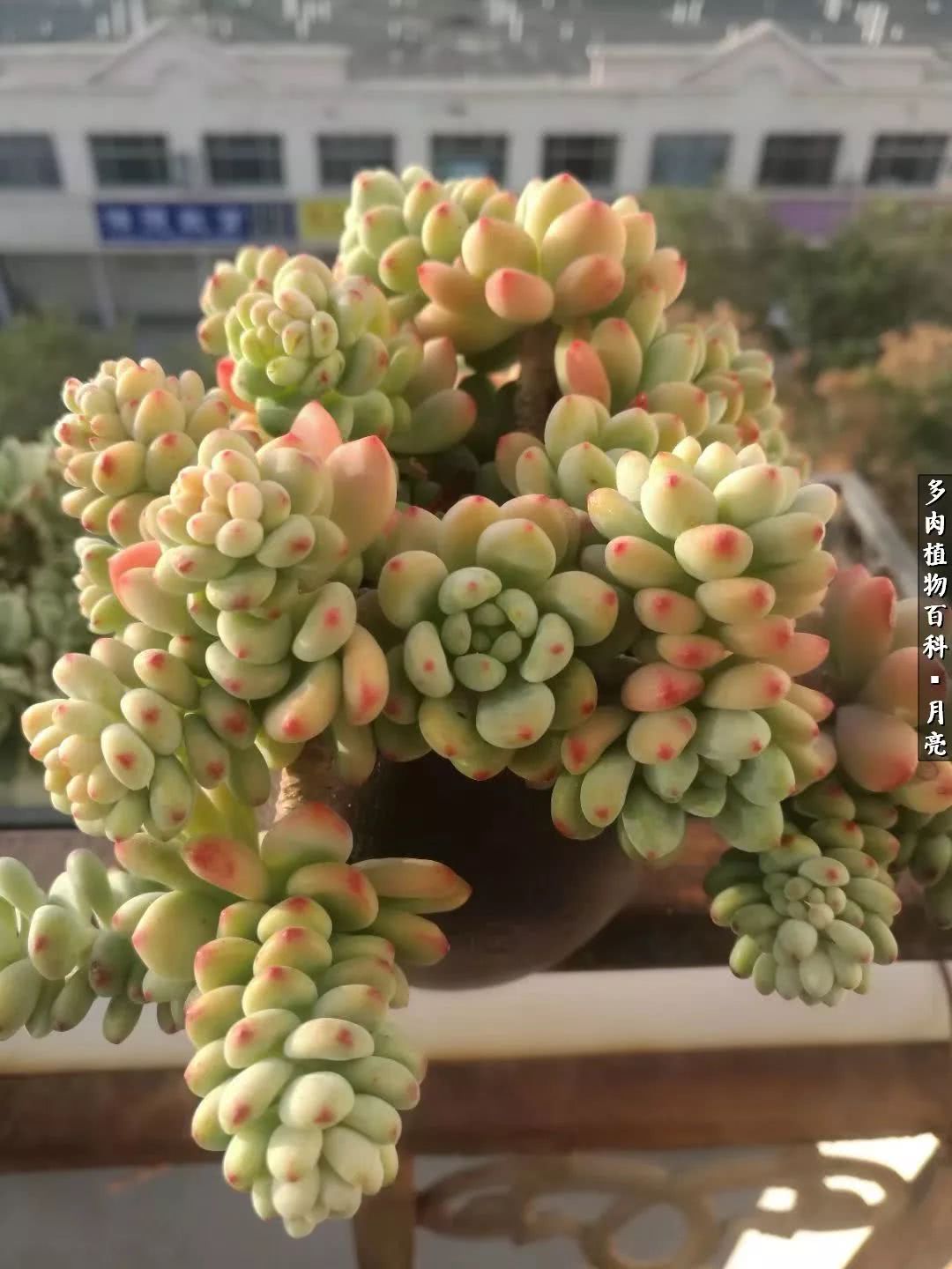 养了五年多肉没一盆“干货”？终于总结出原因了！