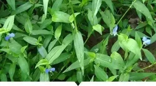 赣榆人讨厌的这个野果子，有人专门来捡赚钱，榨油吃了能防癌……