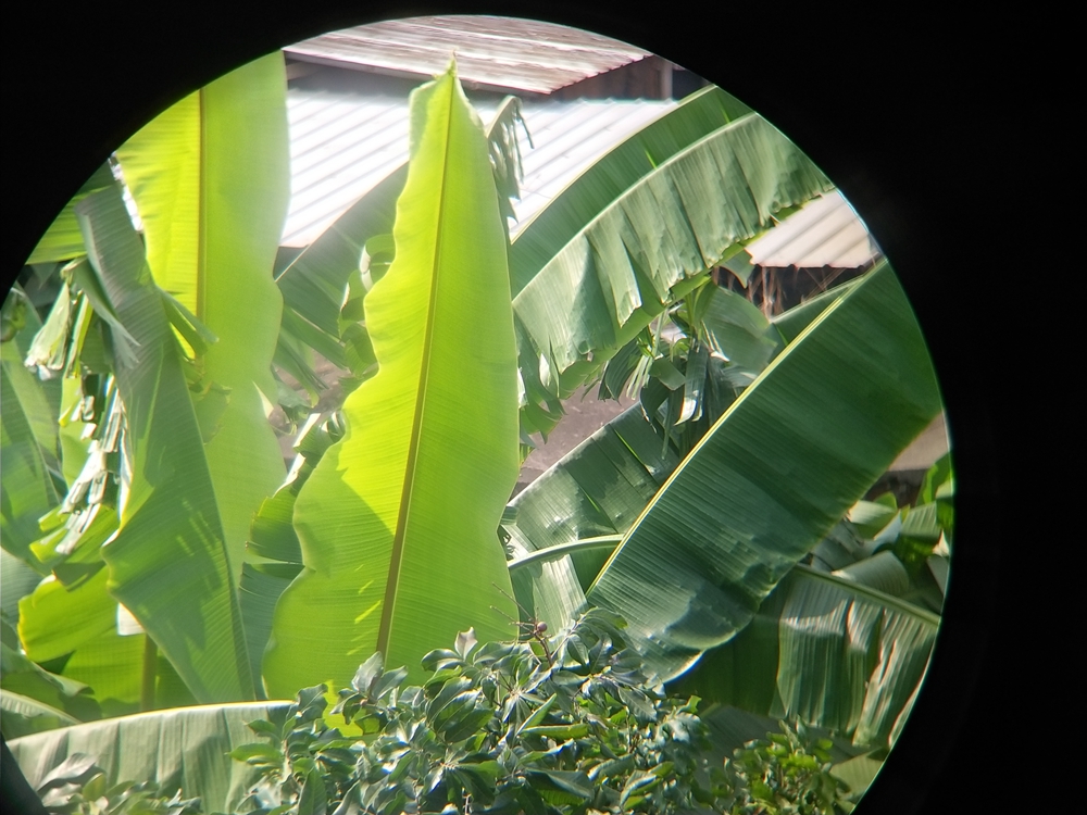 双筒望远镜对比测评,昼夜两用双筒望远镜测评