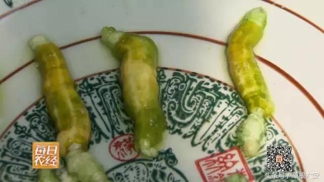 六安这种常见的虫子,竟然卖到了180一斤!你家附近有吗?