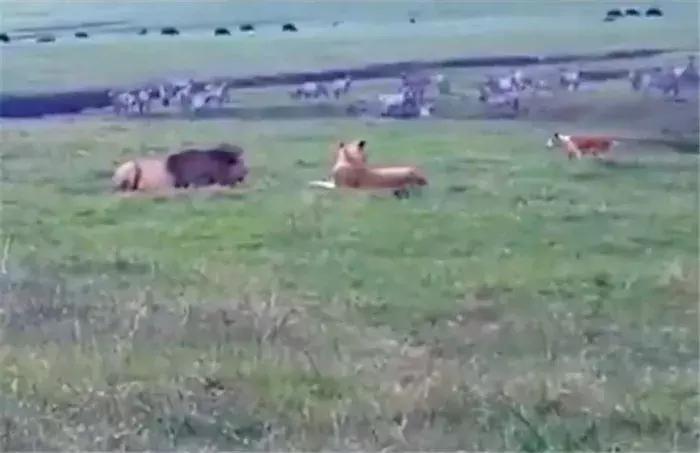 狮子夫妻在晒太阳，硬气牧羊犬上前挑战，狮子：铲屎的有胆放下枪