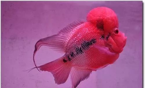 罗汉鱼喂食技巧,罗汉鱼怎么饲养