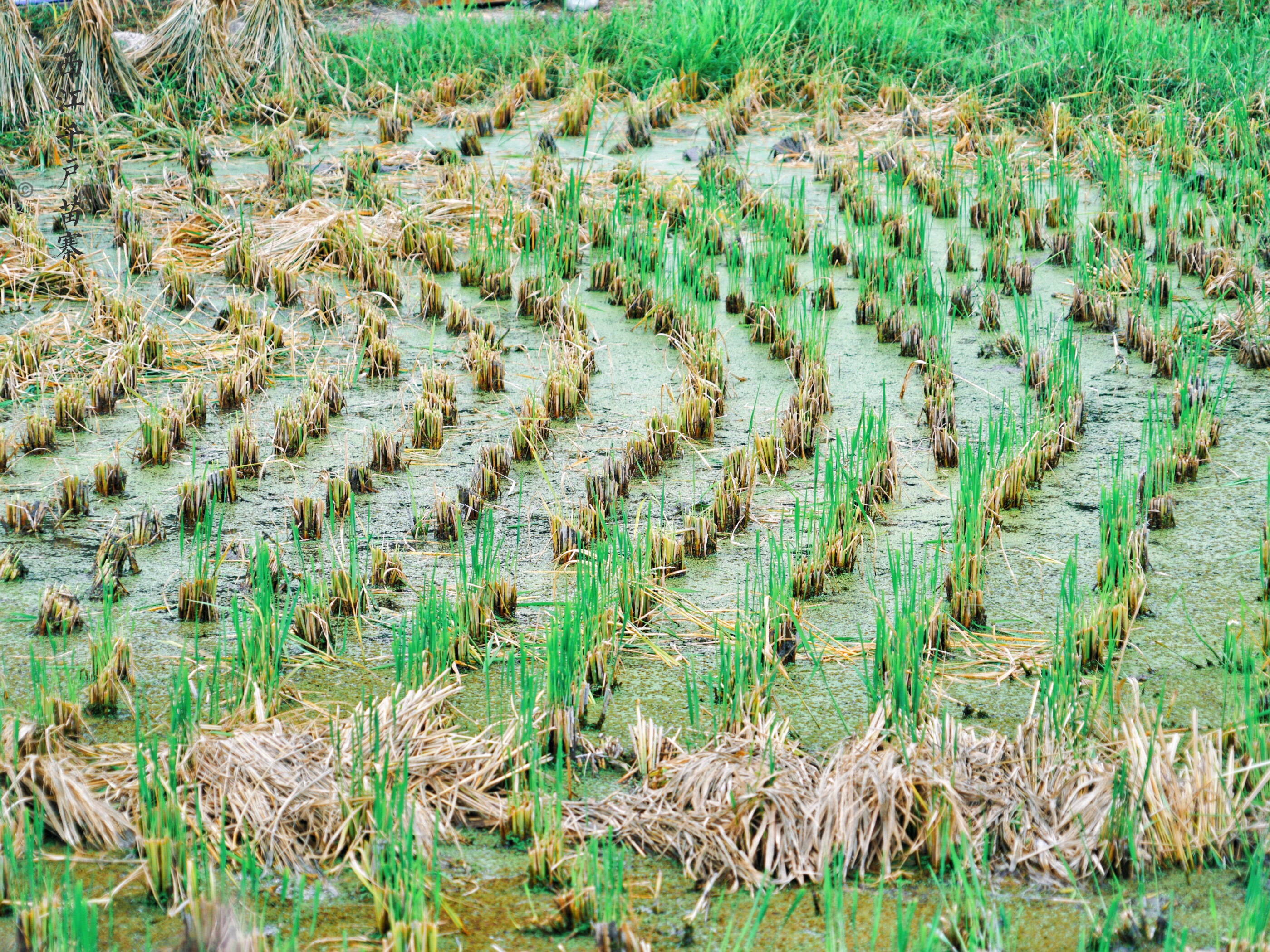 带你走进世界第一大苗寨,西江苗寨是世界上最大的苗寨吗