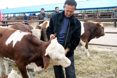 牛脖子一侧肿大是什么原因,牛颈部起疙瘩是什么病