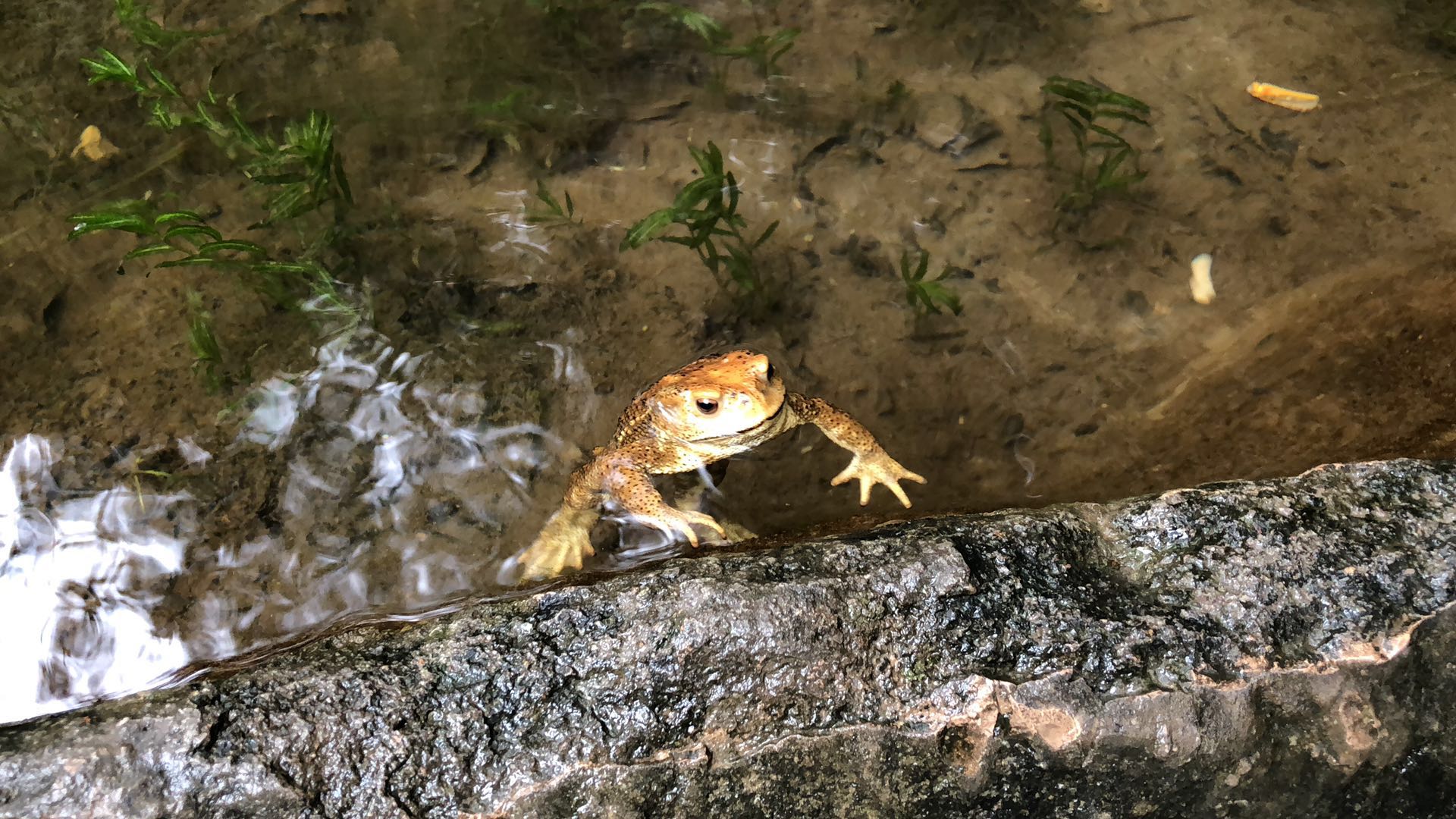 人间仙境洛阳栾川老君山,河南旅游景点推荐洛阳重渡沟