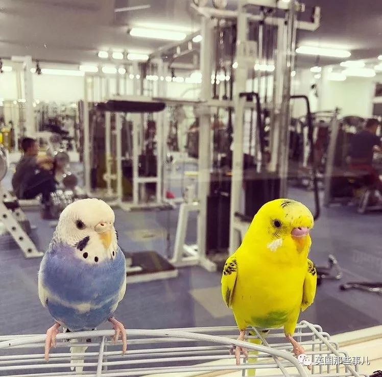 捧着仓鼠晒肌肉……这位“杀手”大叔的画风真是健身界的一股清流