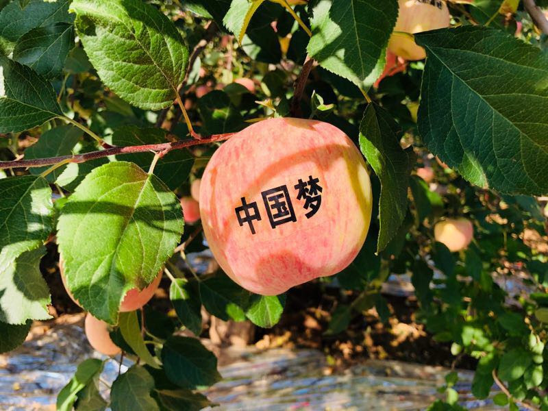 灵宝苹果采摘节开幕式,河南灵宝苹果熟了邀您来采摘