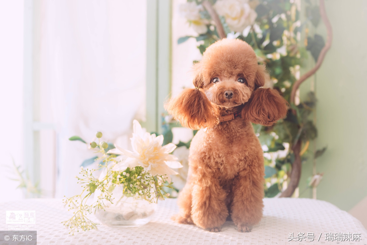 泰迪犬的皮肤病能治好吗图片,泰迪狗皮肤病的症状及治疗方法