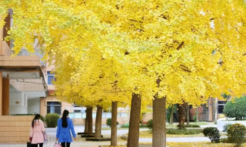 围绕秋天校园公交车站写一篇作文,秋天校园里花草树木的变化作文