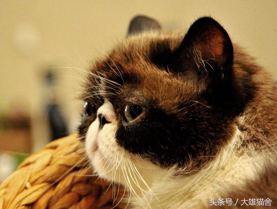 猫咪不吃东西呕吐黄色液体,猫咪呕吐透明的液体是怎么回事