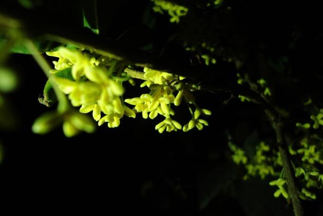 〖花集〗十五的月亮十六圆，赏花赏月赏“秋香”