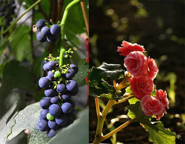 农秀才：农业农村部推荐100个休闲农业和乡村旅游精品景点线路