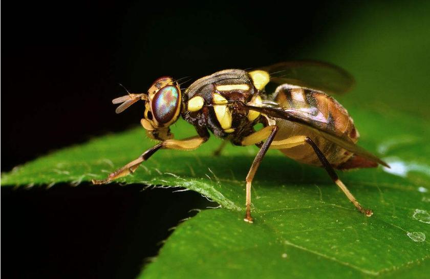 果树果实蝇的防治方法,果树病虫害防治方法