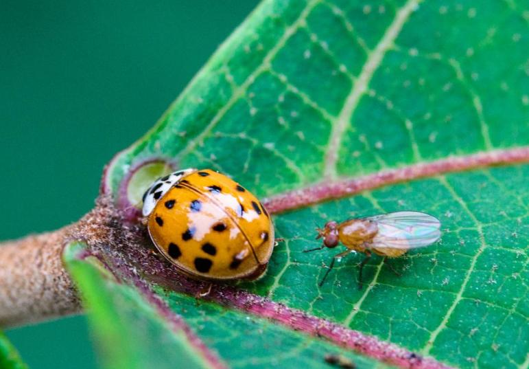 果树果实蝇的防治方法,果树病虫害防治方法
