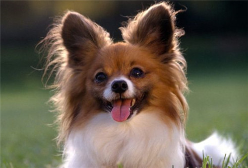 带着汪星人旅游,带汪星人旅游的视频