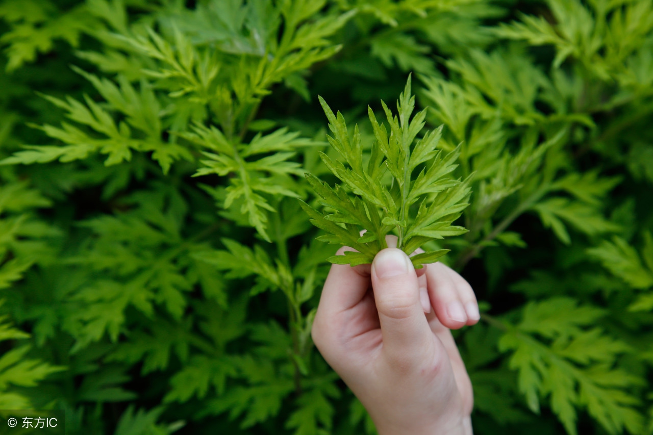 后背螨虫最好的特效药,后背螨虫最佳去除方法
