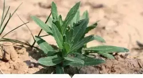 绵阳人讨厌的这个野果子，有人专门来捡赚钱……