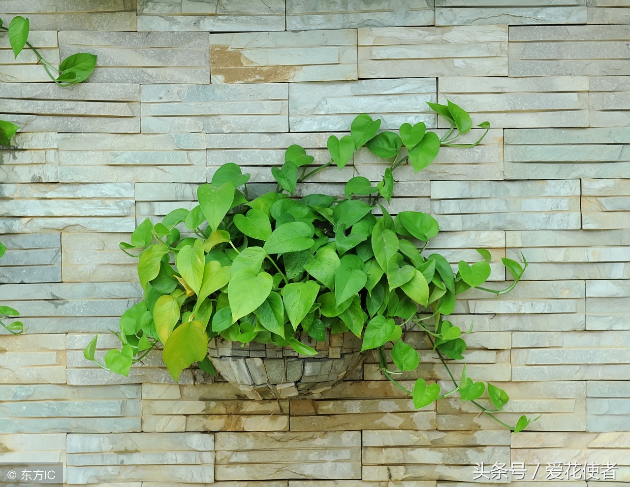 哪种植物吸收甲醛效果最好,车上放什么植物吸收甲醛最好