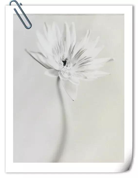 你是我心上的花美文,文字的美文