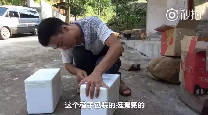 华农兄弟养竹鼠,华农兄弟养竹鼠的视频