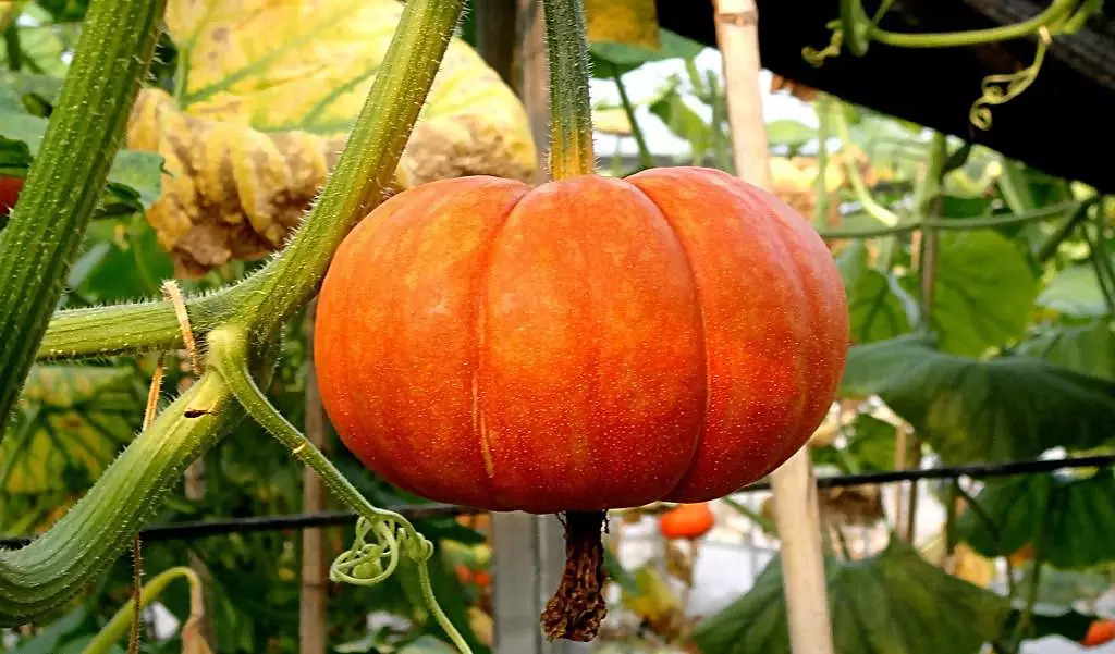 这三种水果不能吃否则后悔终身,安徽滁州水果有哪些