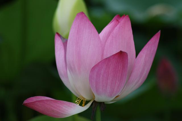 当领导说有人打你小报告怎么回答,职场有人打小报告领导怎么看