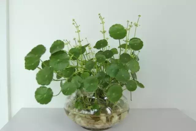 水养的金钱草长虫了怎么办,金钱草水培长绿藻了怎么办