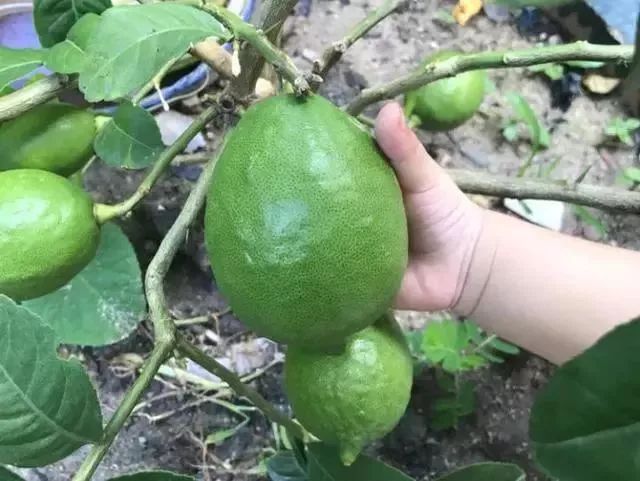 给花浇凉白开,给花浇多菌灵水会怎样