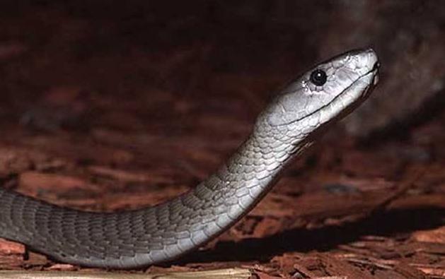 一头大象被黑曼巴蛇咬伤,黑曼巴蛇咬大象完整视频