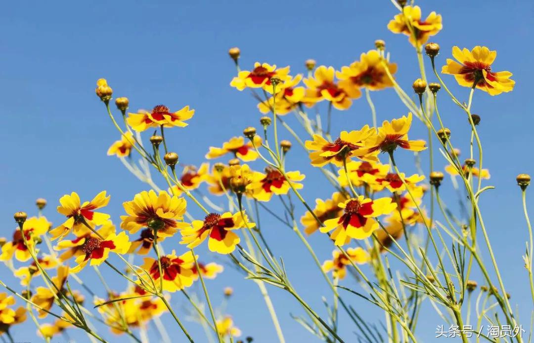 昆仑雪菊茶色,正宗昆仑雪菊