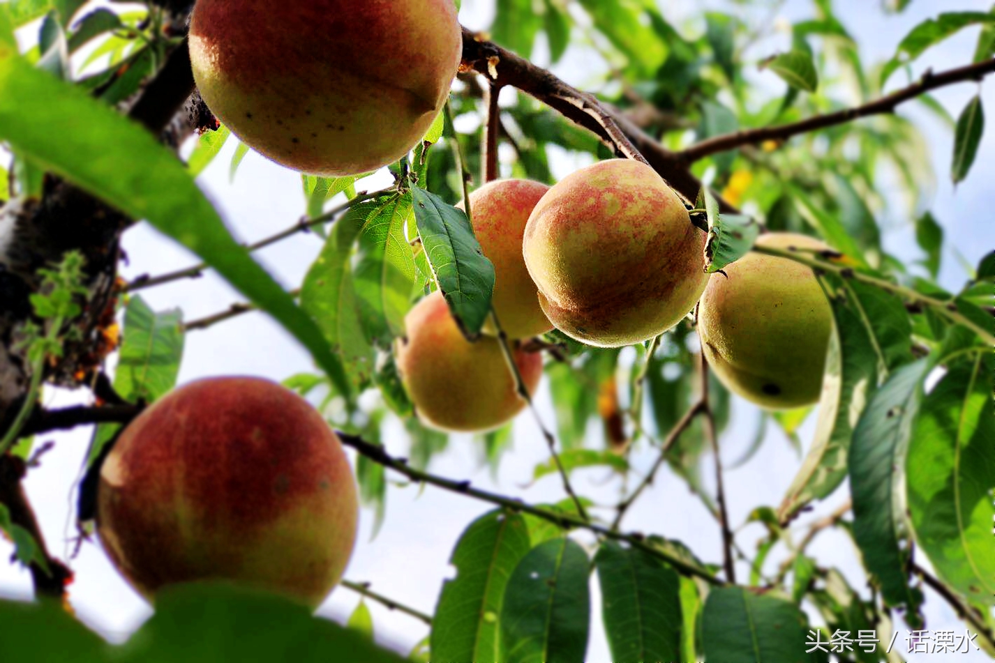 婧ф按缃戠孩鑽夎帗,婧ф按缃戠孩姘存灉
